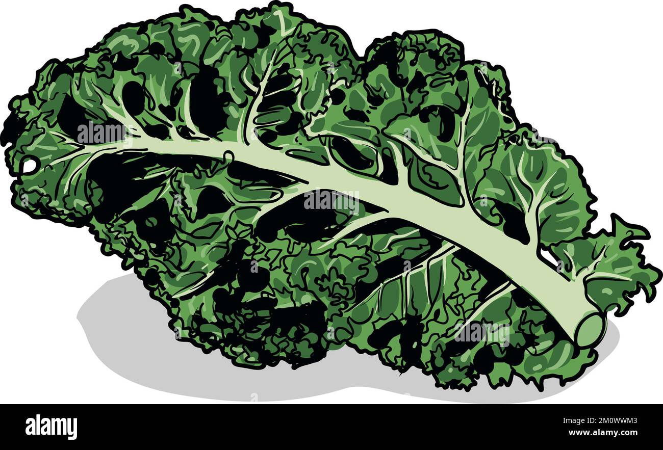 Art illustration of a leaf of curly leaf kale or leaf cabbage, from