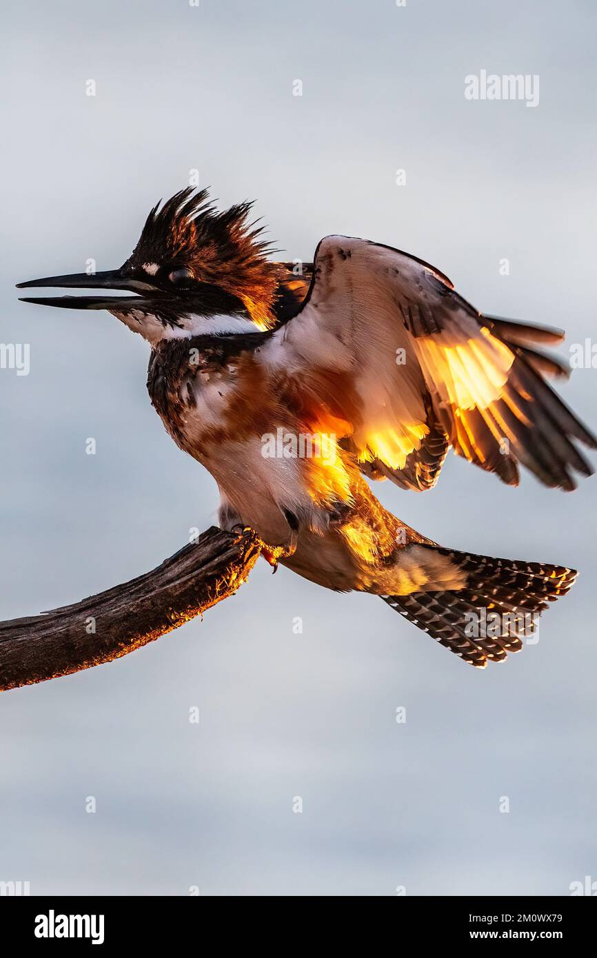 Belted kingfisher landing on perch Stock Photo