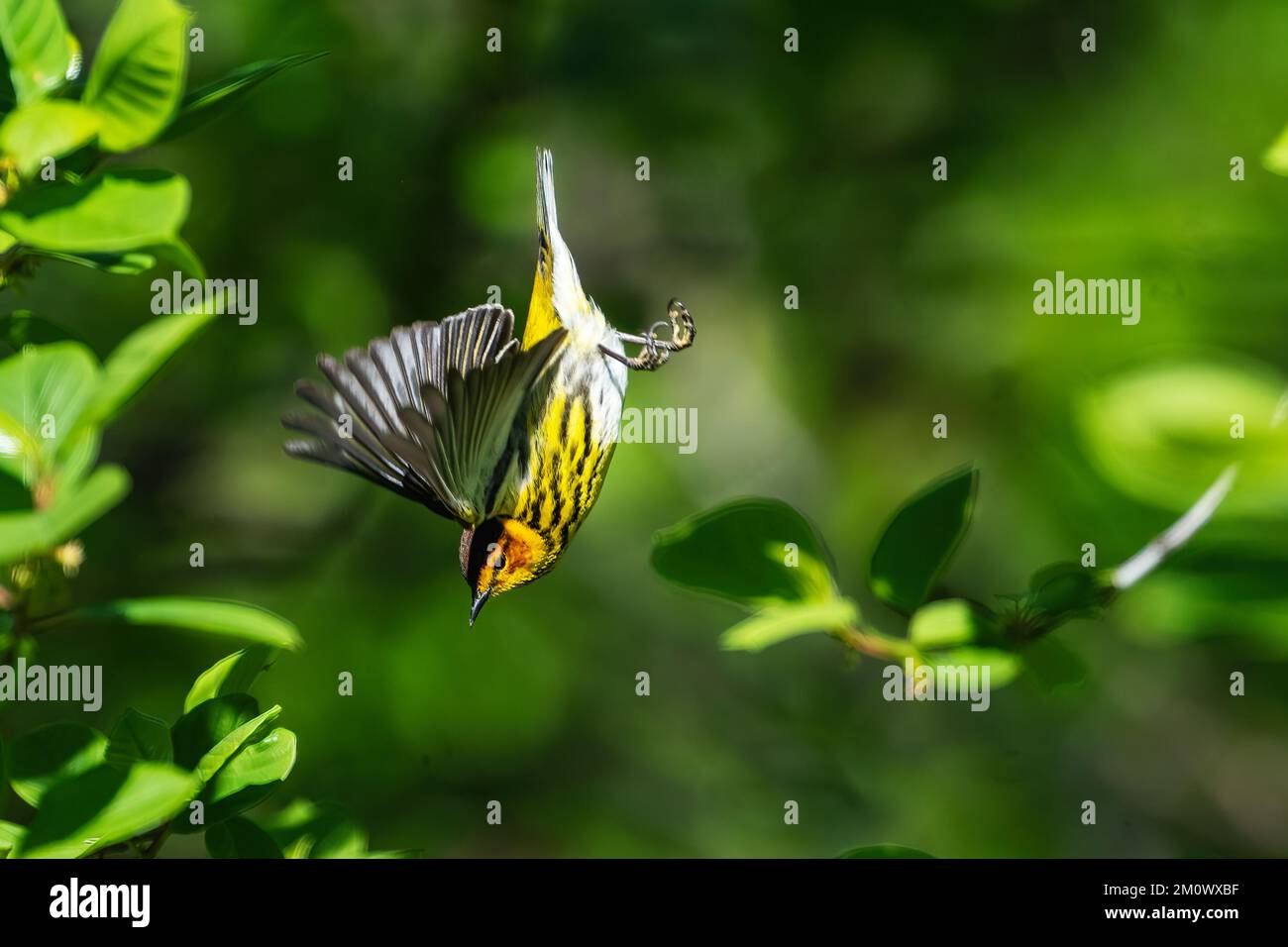 Capy May warbler in spring migration flight Stock Photo