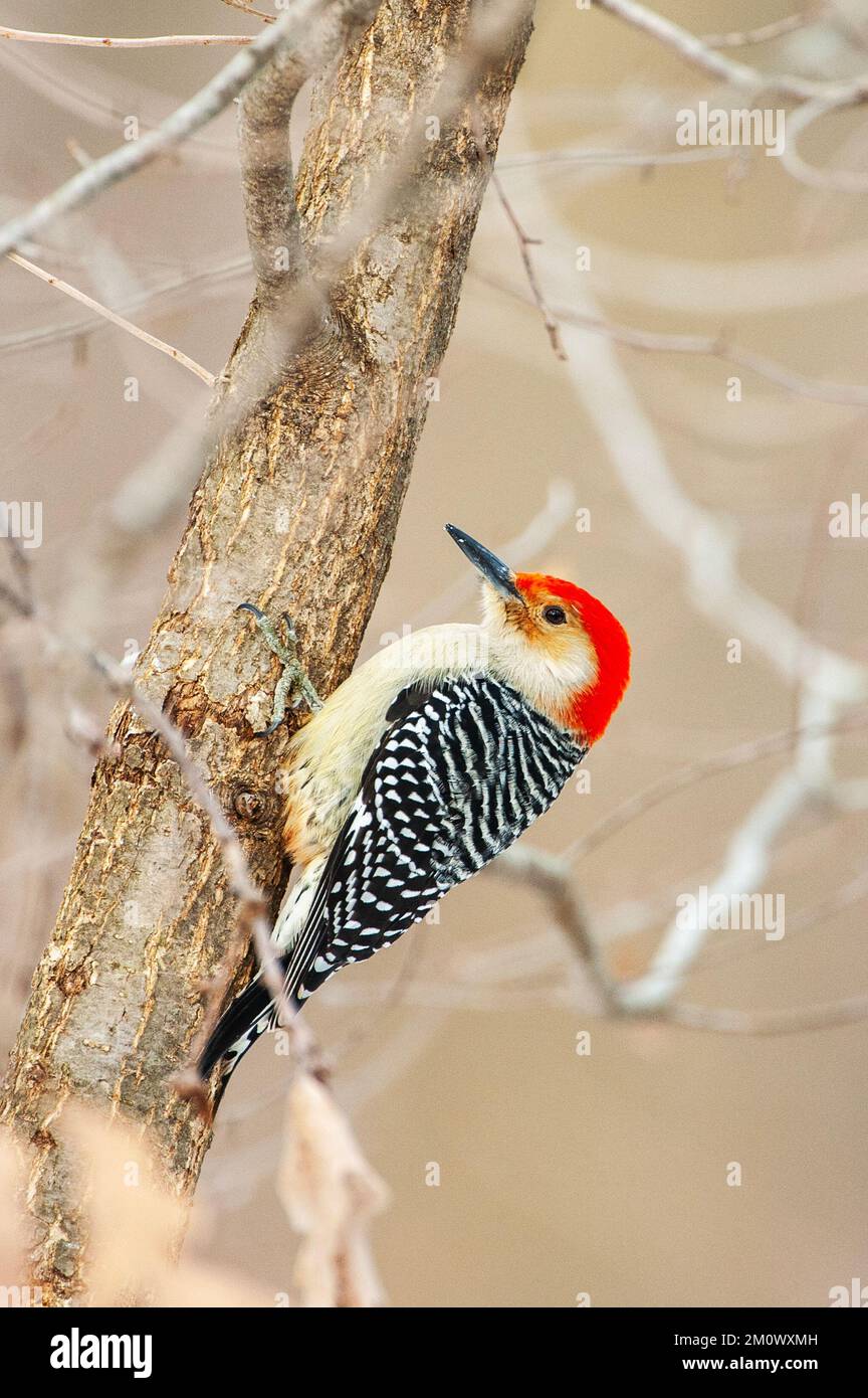 male red-bellied woodpecker foraging Stock Photo