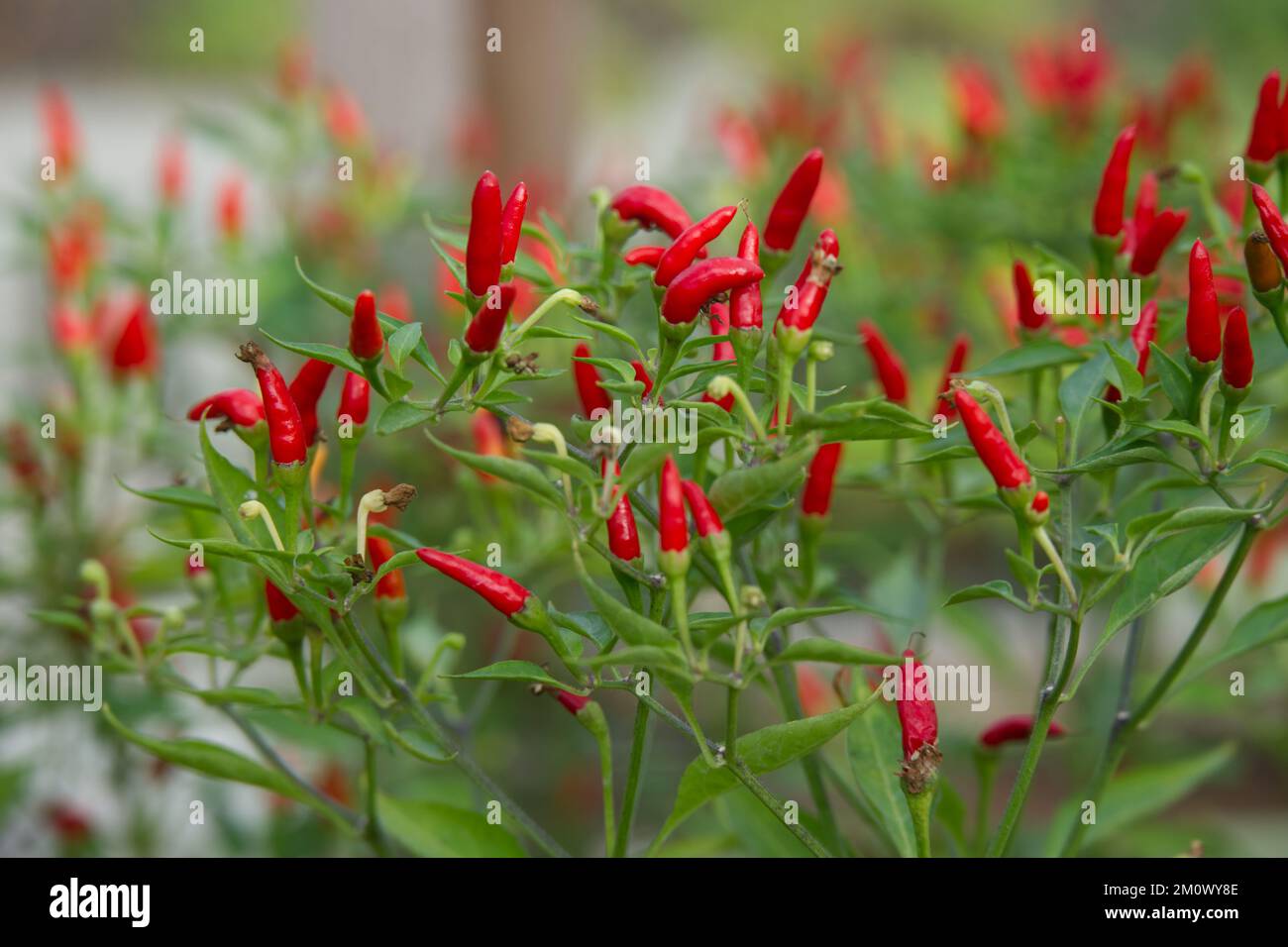 Basket Of Fire Chilli pepper plant with fruit in UK glasshouse November Stock Photo