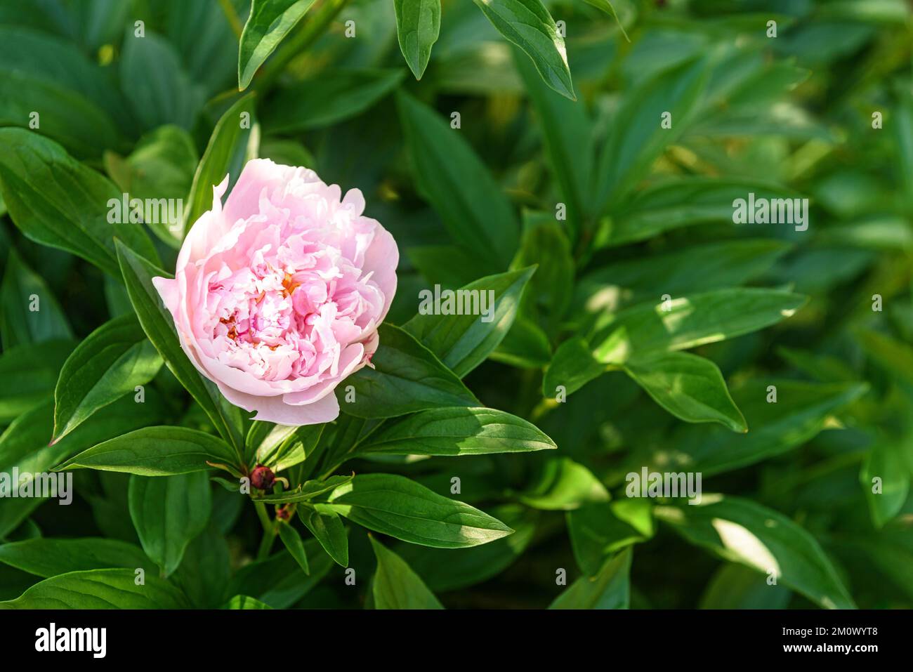 Gently pink peony flowers on a bush growing in summer garden Stock ...