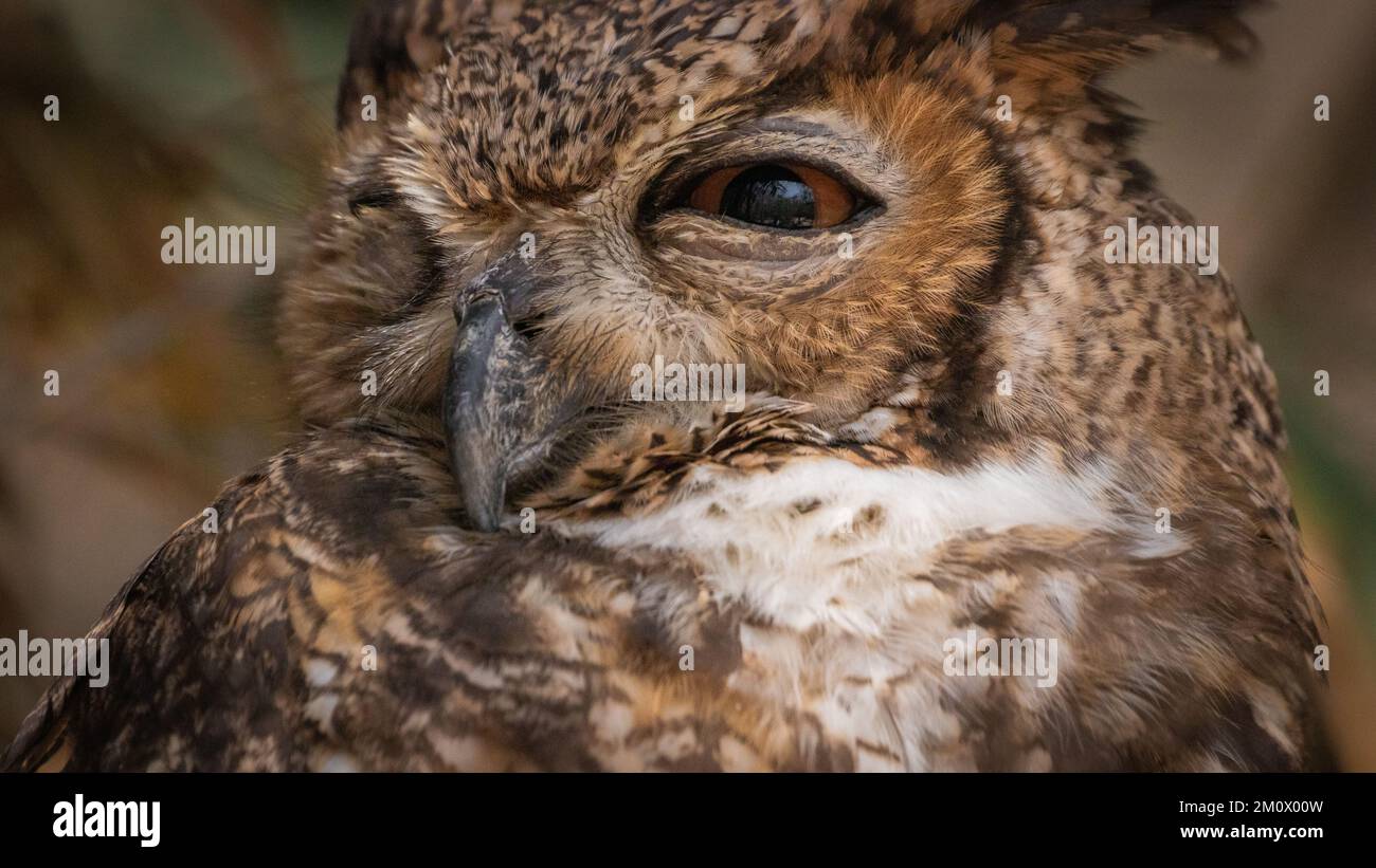 Fauna de cartagena hi-res stock photography and images - Alamy