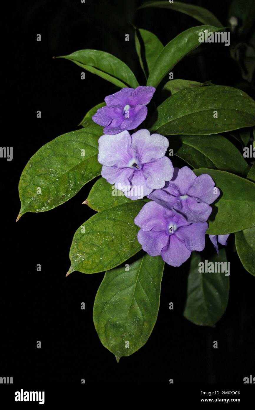 Brunfelsia grandiflora (B. pauciflora Stock Photo Alamy