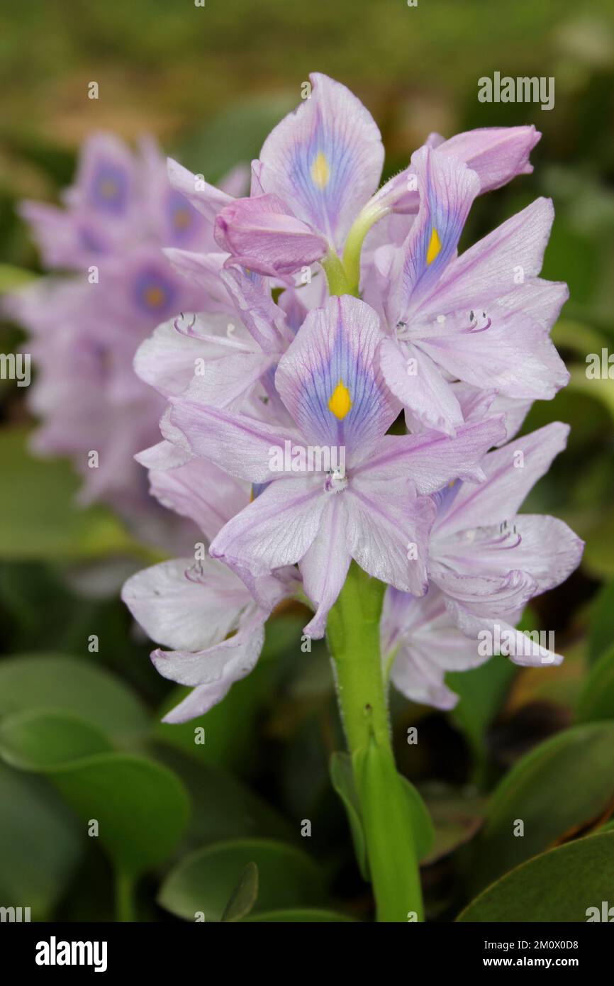 Common Water Hyacinth Pontederia crassipes Stock Photo