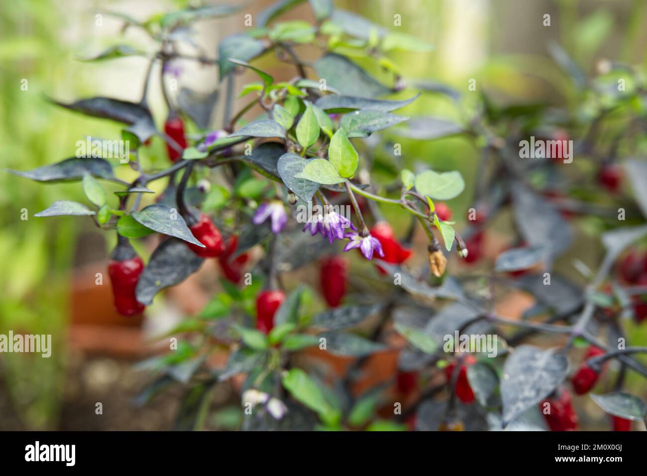 Purple Tiger chilli pepper plant with fruit in UK glasshouse November Stock Photo