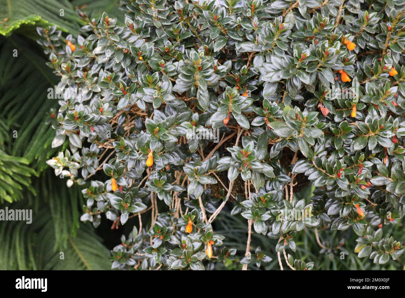 A hanging basket filled with a Goldfish Plant, Columnea microcalyx, with orange flowerbuds with a Norfolk Island Pine tree in the background Stock Photo