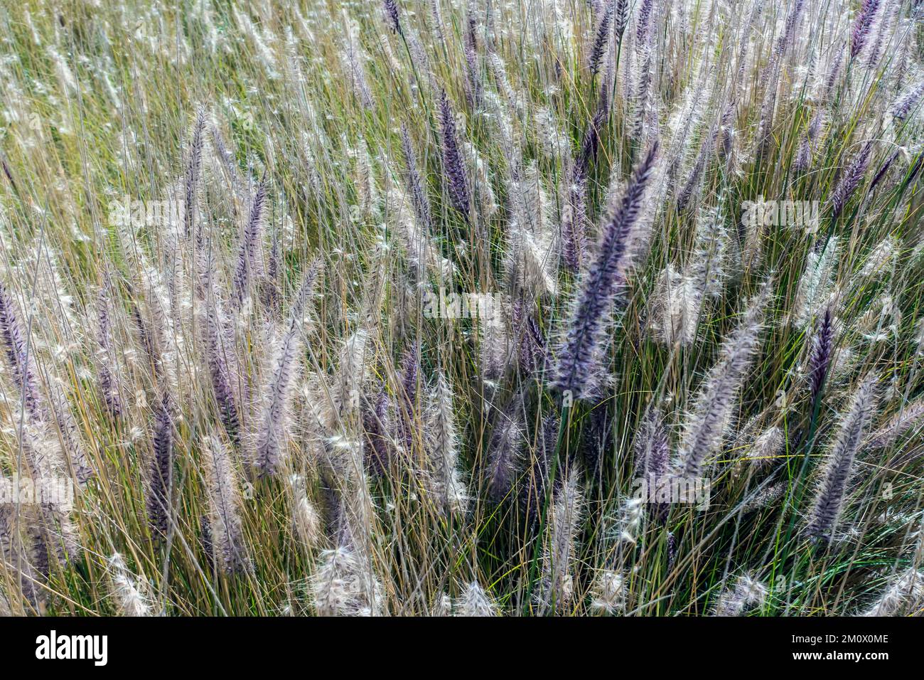 Grasses in La Mexican Park, Santa Fe, Mexico City, Mexico Stock Photo