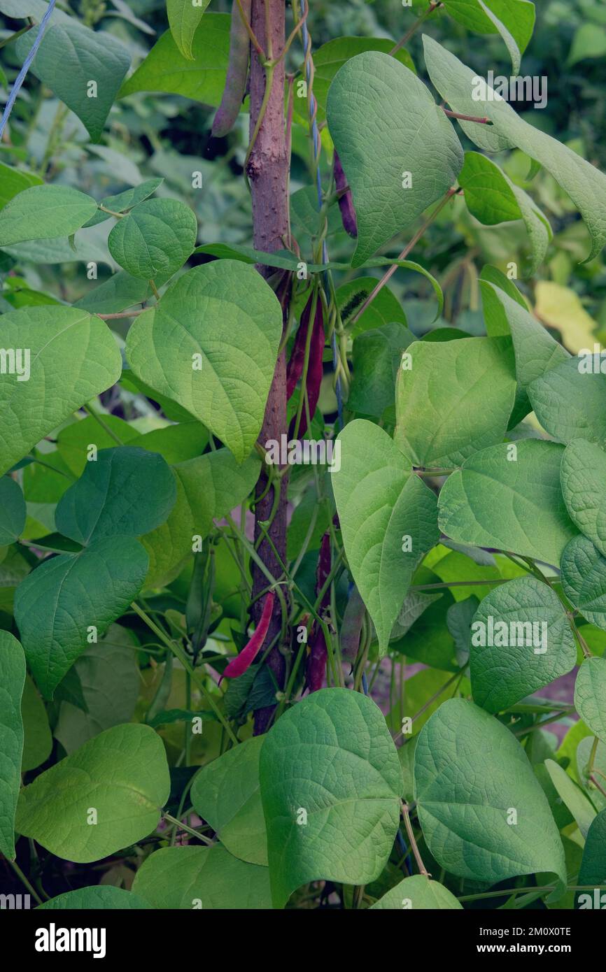 Beans is growing in rural garden. Bed in the garden. Farming background. Stock Photo