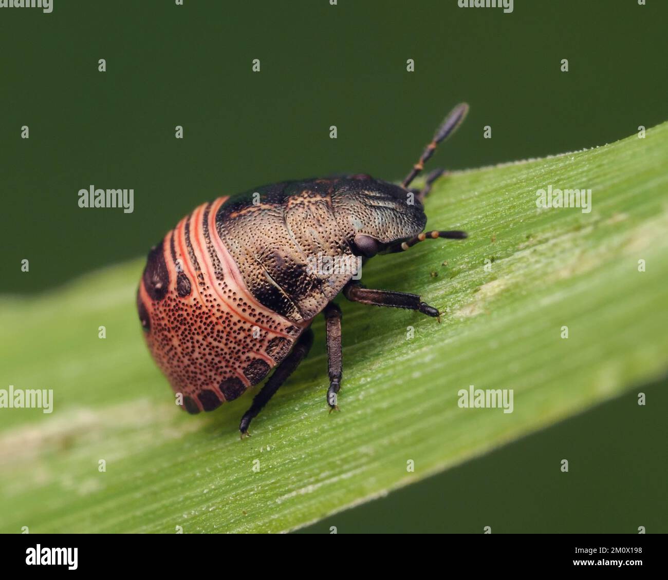 Tortoise Shieldbug nymph (Eurygaster testudinaria) crawling on blade of grass. Tipperary, Ireland Stock Photo