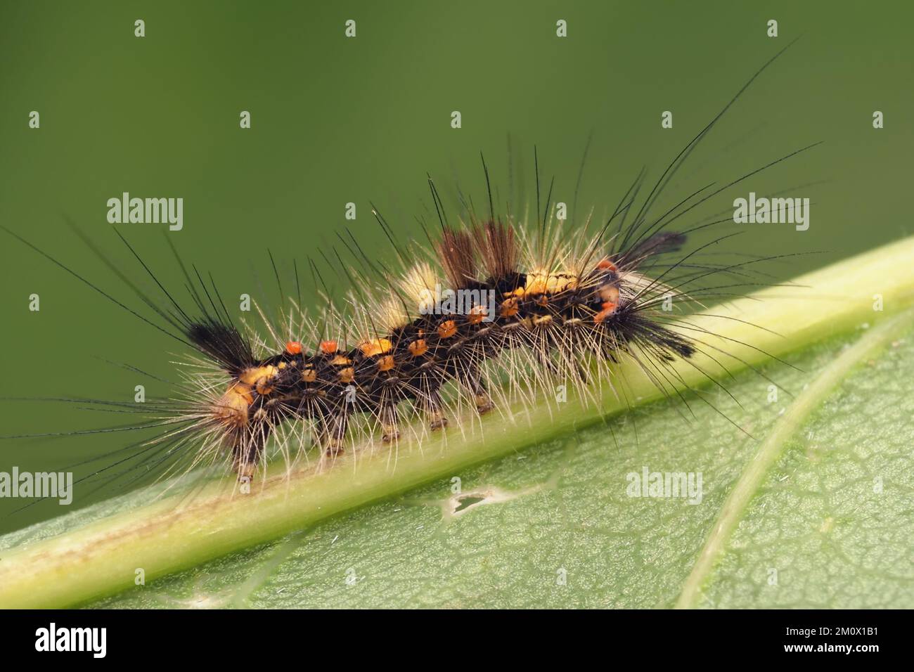 Young Vapourer Moth caterpillar (Orgyia antigua) crawling on underside of leaf. Tipperary, Ireland Stock Photo