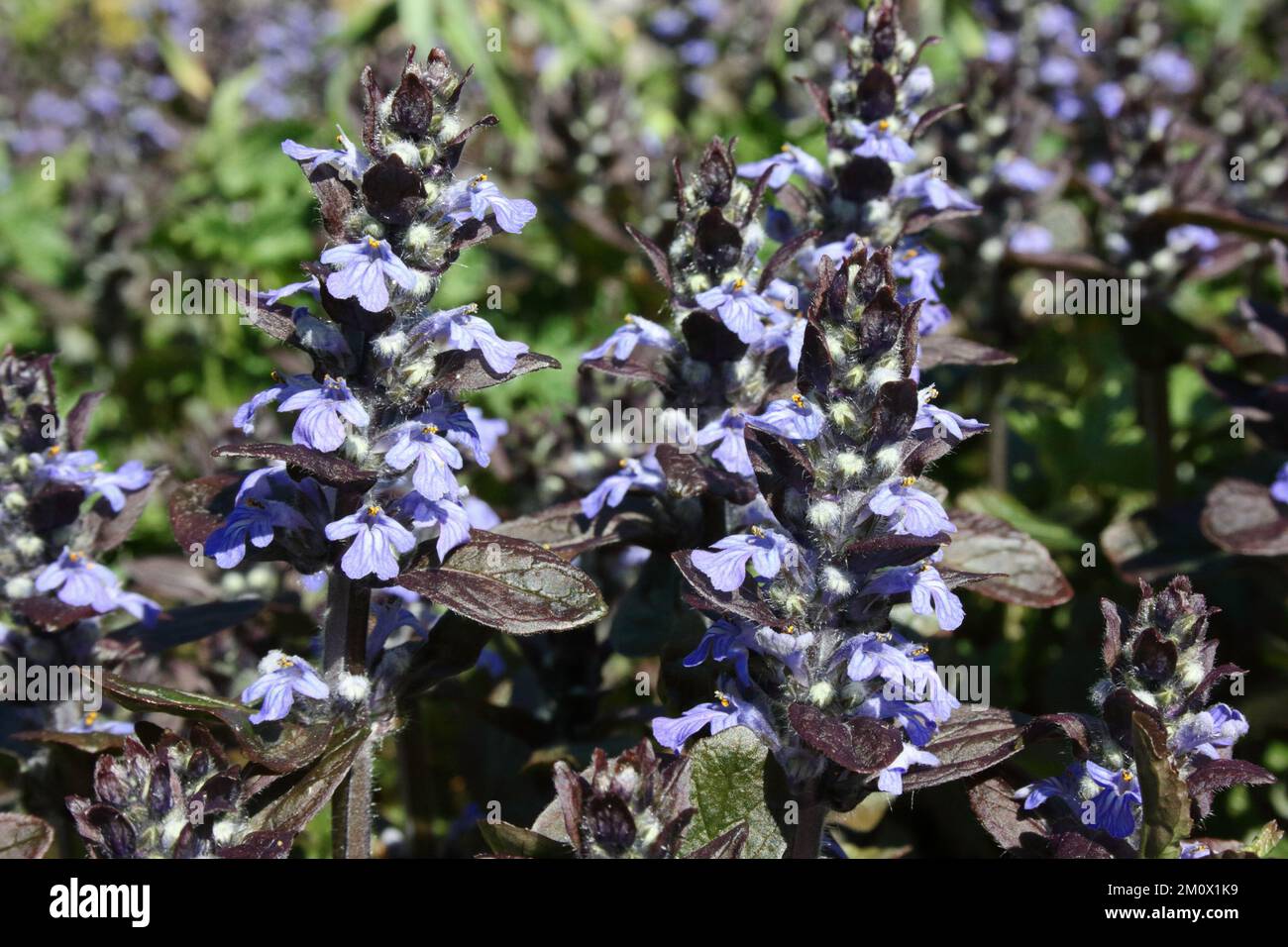 Bugleweed (Ajuga reptans 'Atropurpurea' Stock Photo Alamy