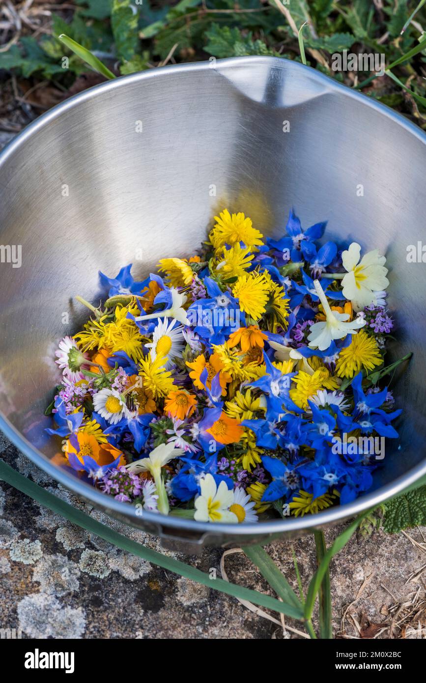Foraged edible flowers in metal kitchen bowl, Italy Stock Photo Alamy