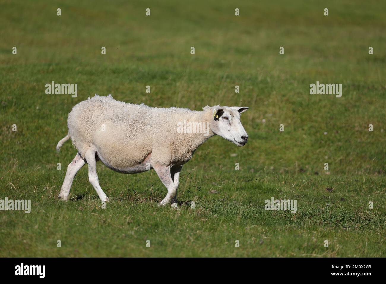 Domestic sheep, Ovis aries, Uttakleiv beach, Lofoten Islands, Norway Stock Photo