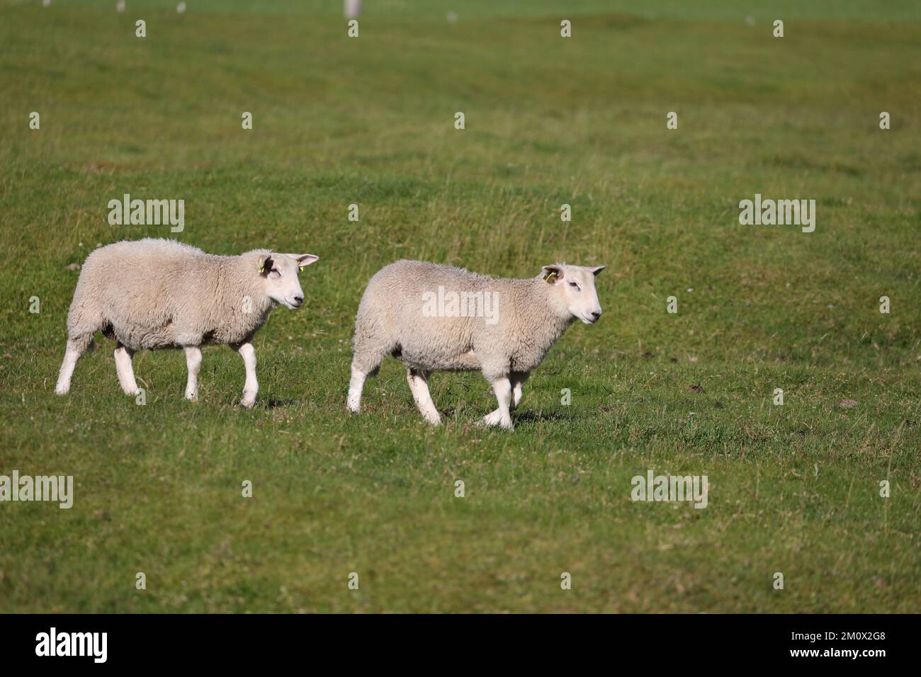 Domestic sheep, Ovis aries, Uttakleiv beach, Lofoten Islands, Norway Stock Photo