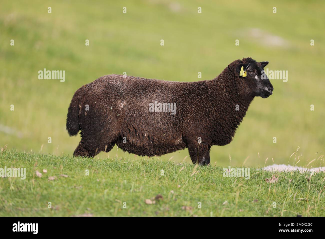 Black sheep, Ovis aries, Uttakleiv beach, Lofoten Islands, Norway Stock Photo