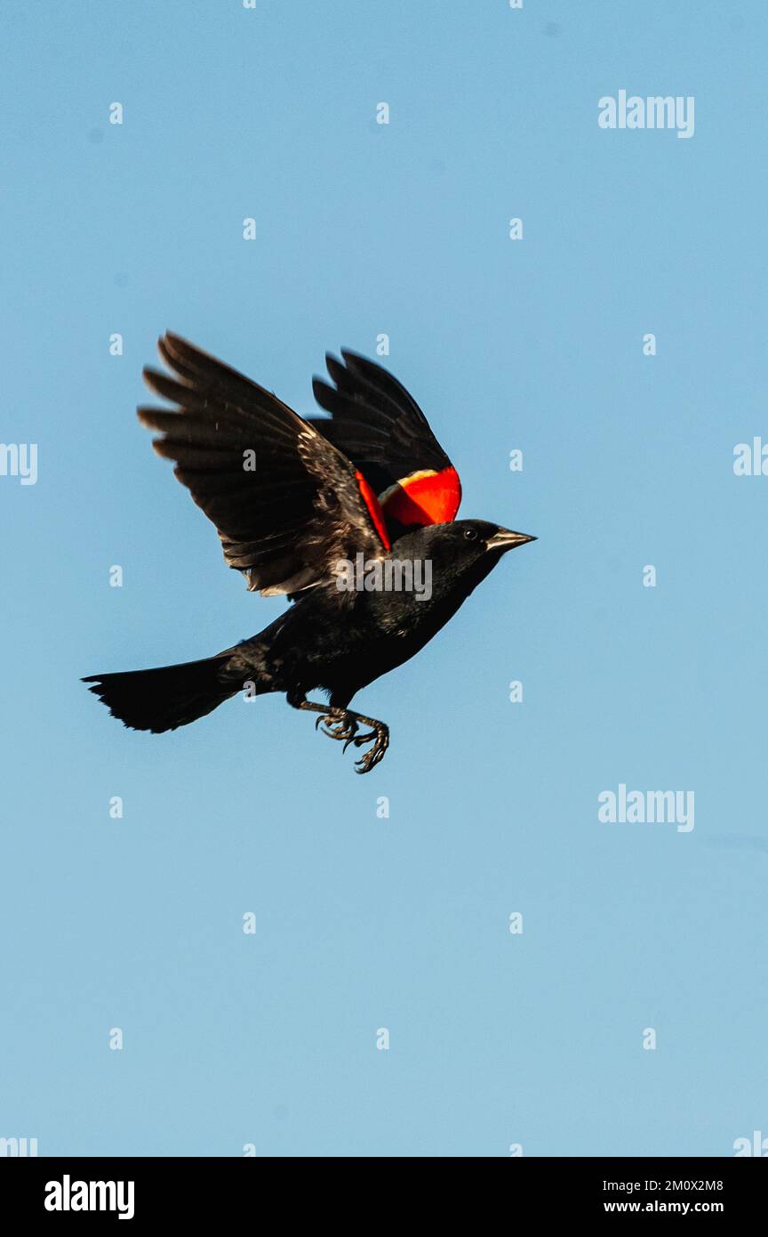 Red-winged blackbird flight Stock Photo