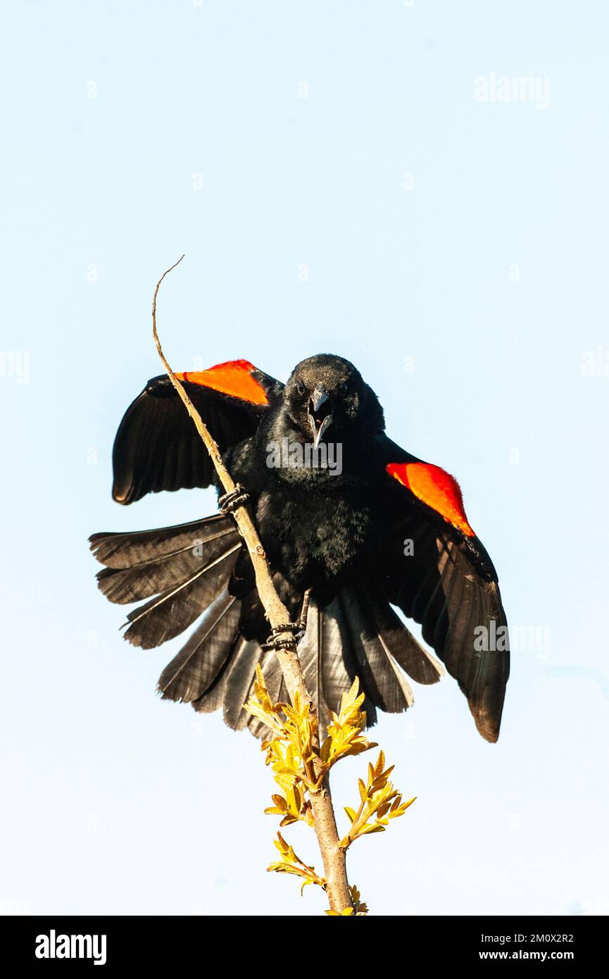 Red-winged blackbird displaying Stock Photo