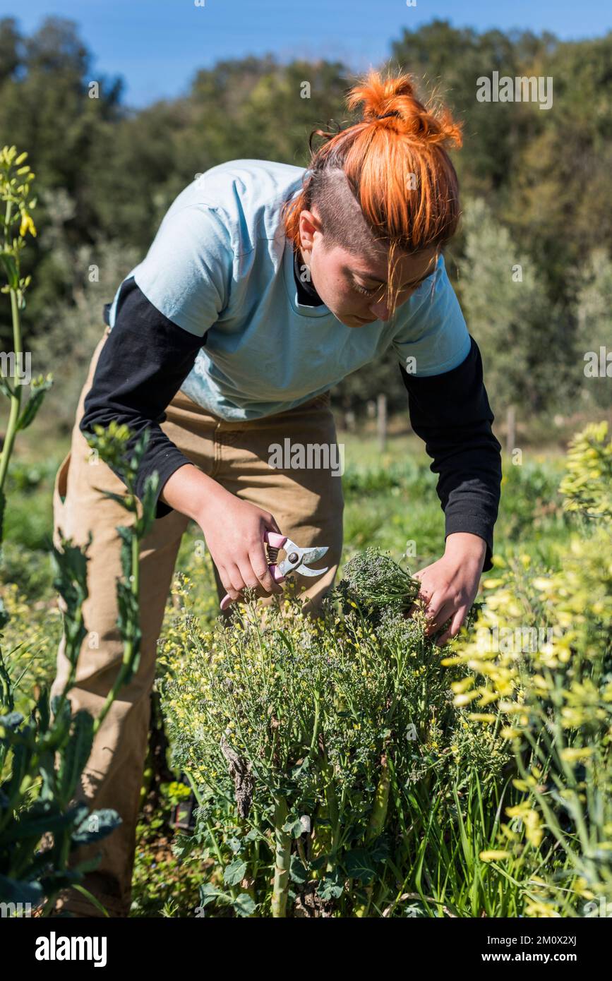 Tuscany, Italy - April 11, 2022: Farm intern harvesting Brocolli Rabe at Tenuta di Spannocchia Stock Photo