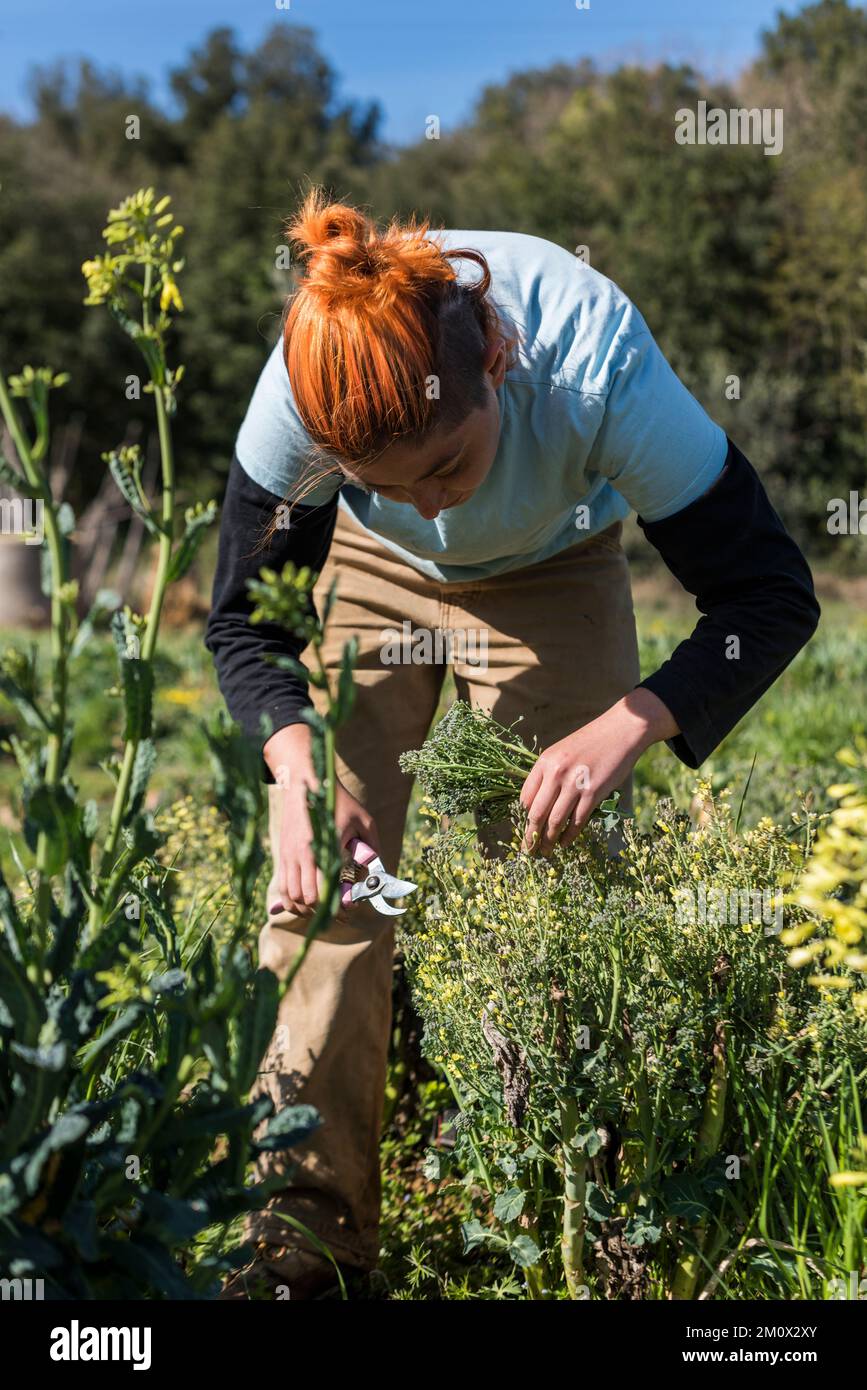 Tuscany, Italy - April 11, 2022: Farm intern harvesting Brocolli Rabe at Tenuta di Spannocchia Stock Photo