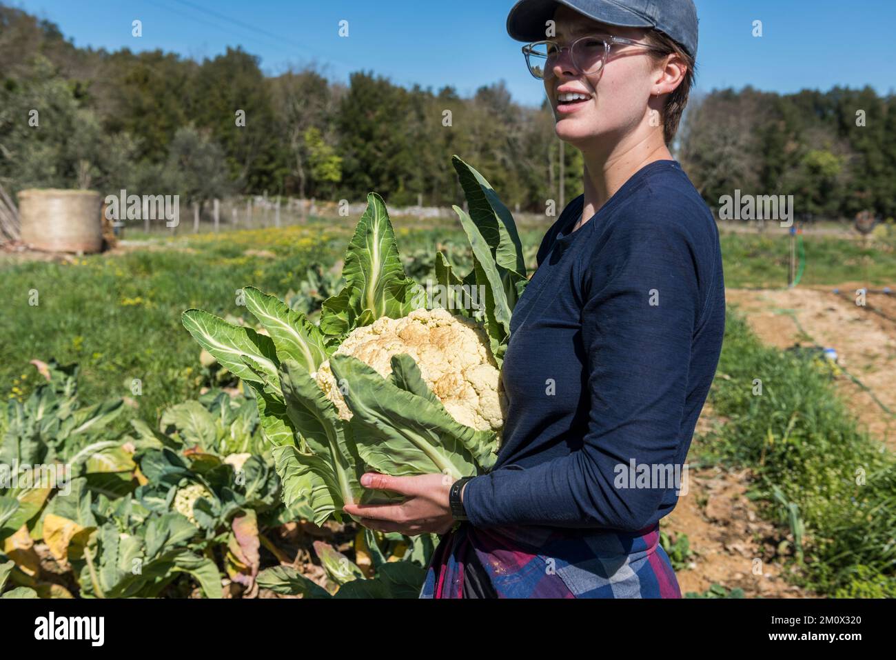 Tuscany, Italy - April 11, 2022: Farm intern harvesting cauliflower at Tenuta di Spannocchia Stock Photo