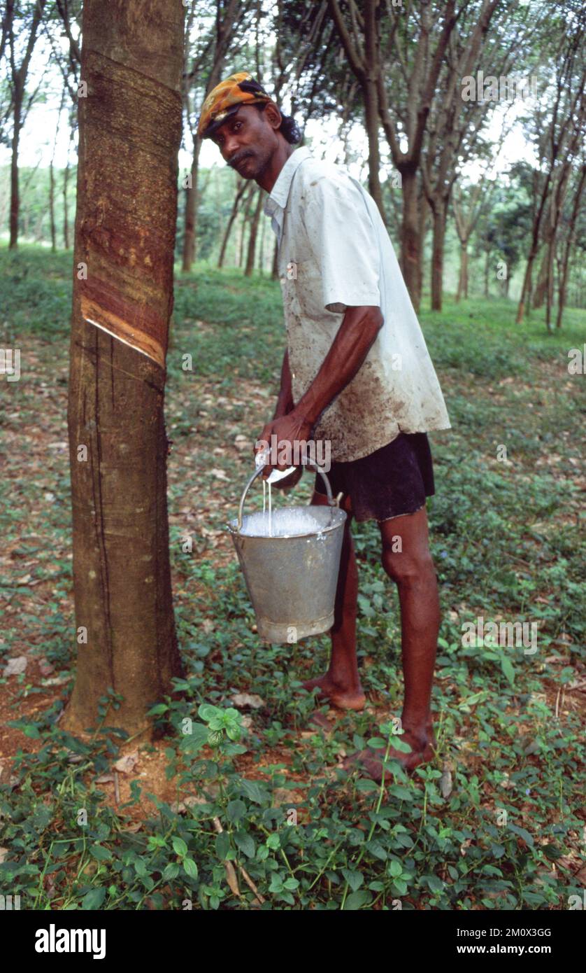 Farmer working in rubber plantation, Sri Lanka, Ceylon Stock Photo Alamy