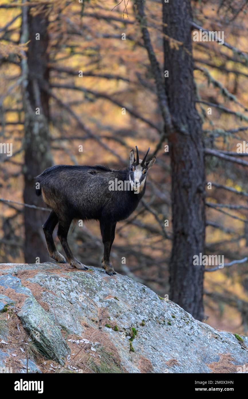 Chamois (Rupicapra rupicapra), chamois, standing on boulder in autumn mountain forest, Gran Paradiso National Park, Aosta, Italy, Europe Stock Photo