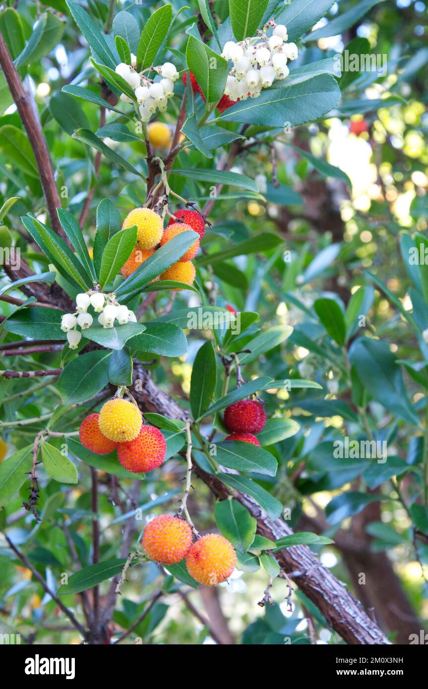 The flowers and edible fruit of the Arbutus tree (Arbutus Unedo). AKA the Strawberry tree, an evergreen shrub native to the Mediterranean and W Europe. Stock Photo
