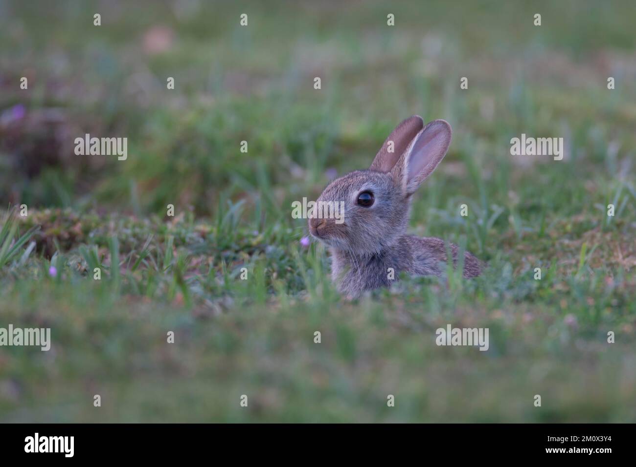 Common Rabbit England Rabbit (Oryctolagus cuniculus) adult animal looking out from its burrow ...
