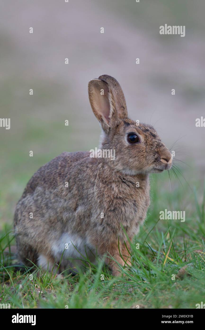 Rabbit (Oryctolagus cuniculus) adult animal standing on grassland ...