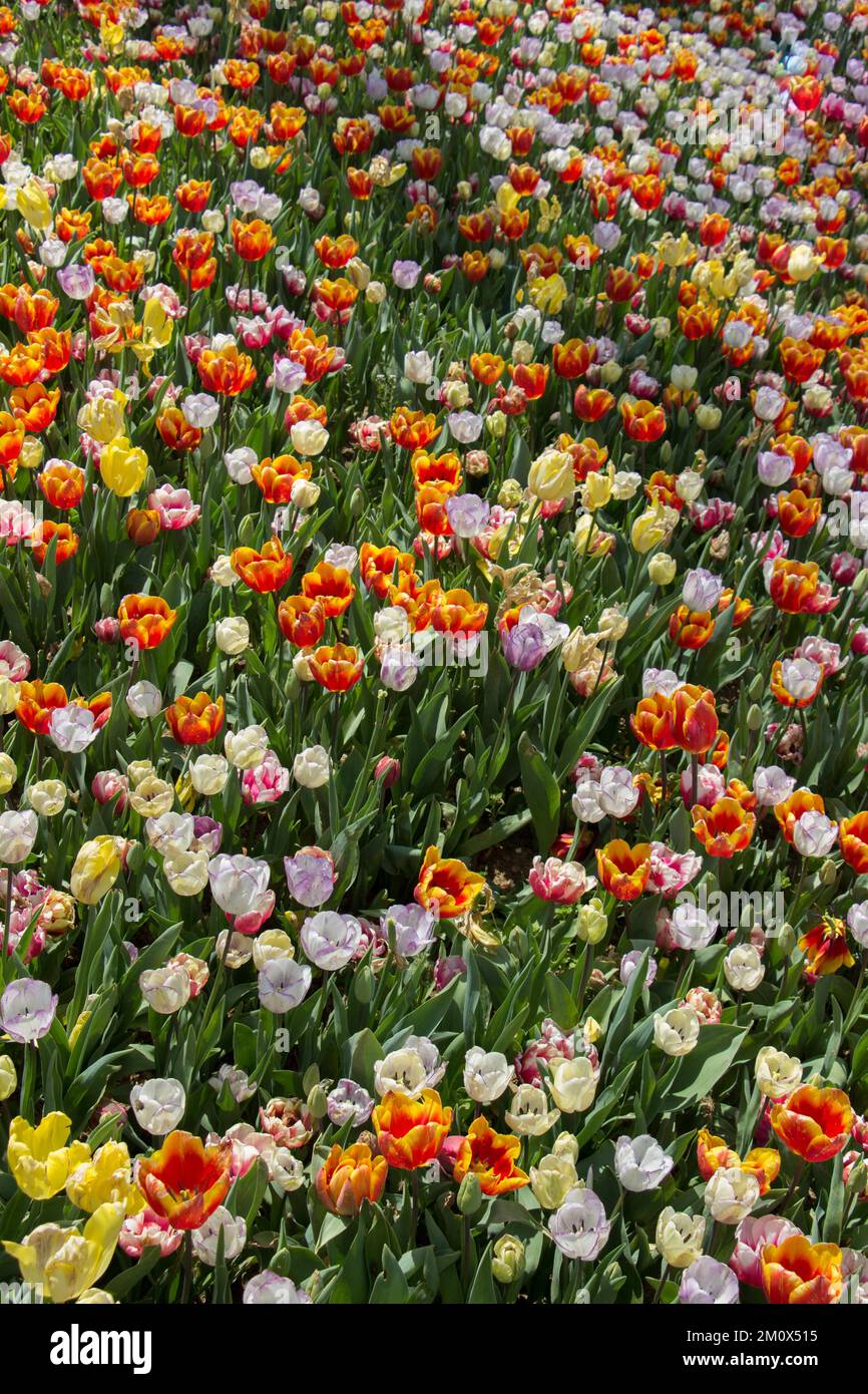 Blooming colorful tulip flowers in garden as floral background Stock ...