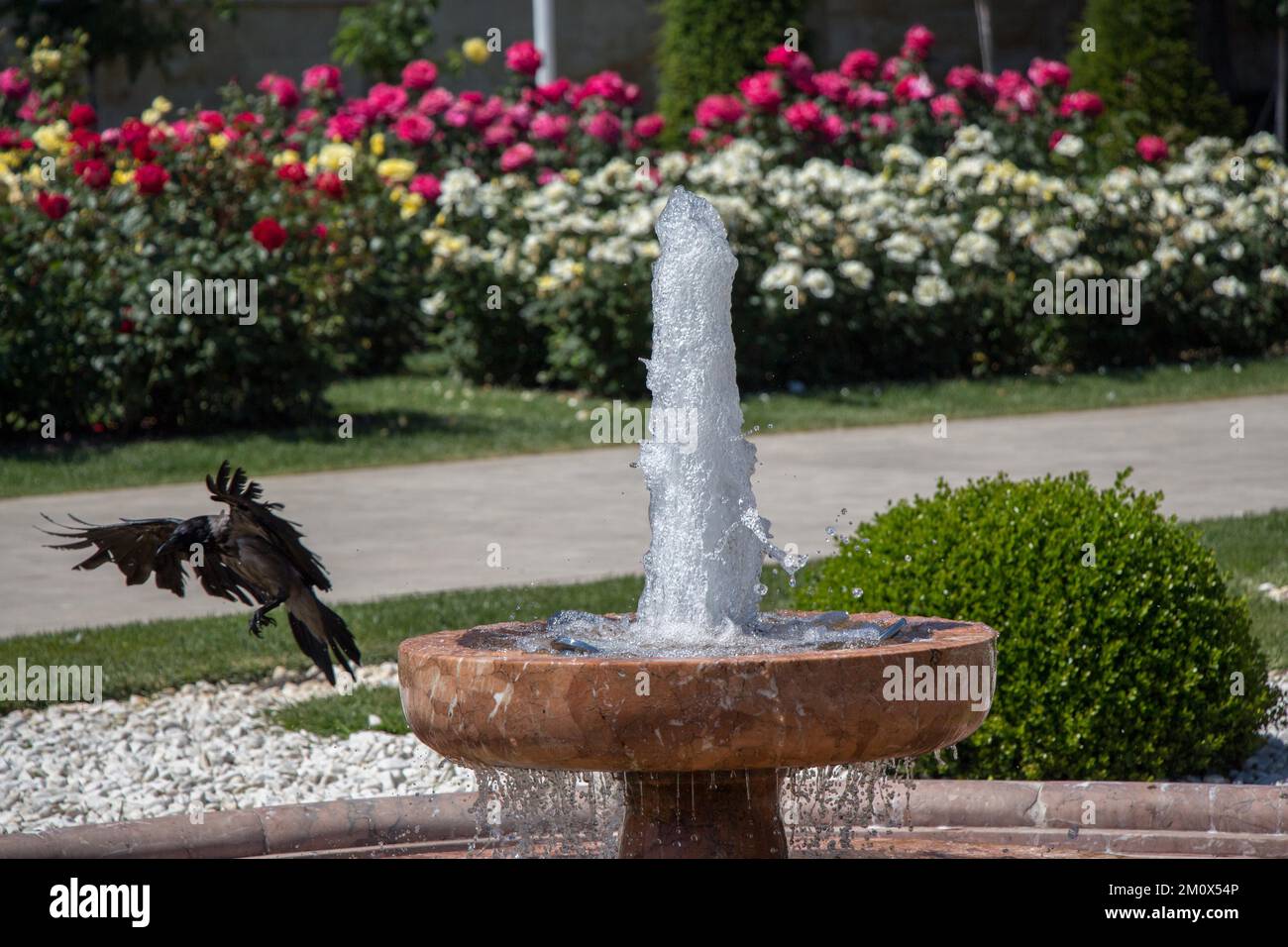 Crow by the side of gushing water in the rose garden Stock Photo