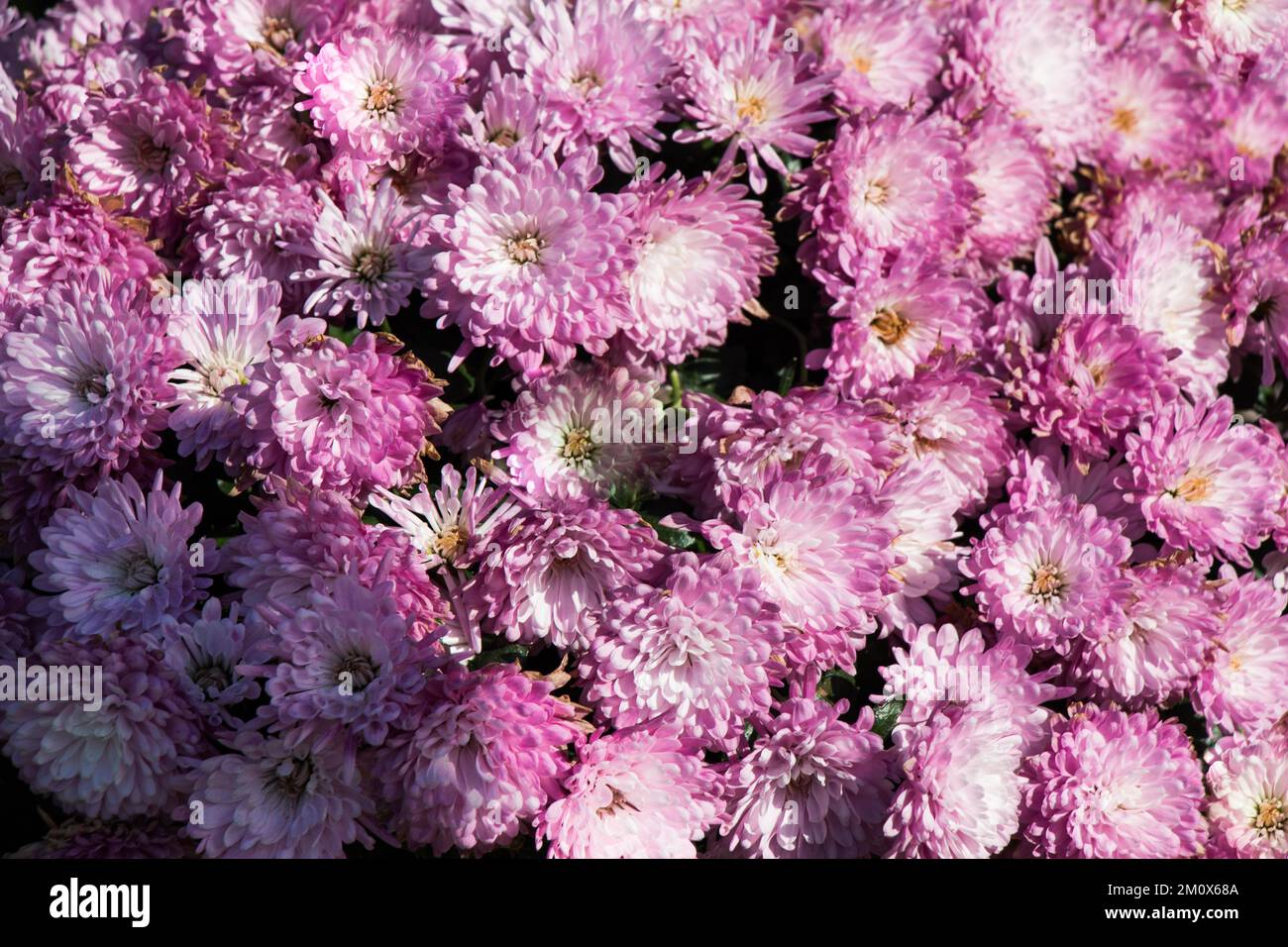 Beautiful fresh flowers as a nature background Stock Photo - Alamy