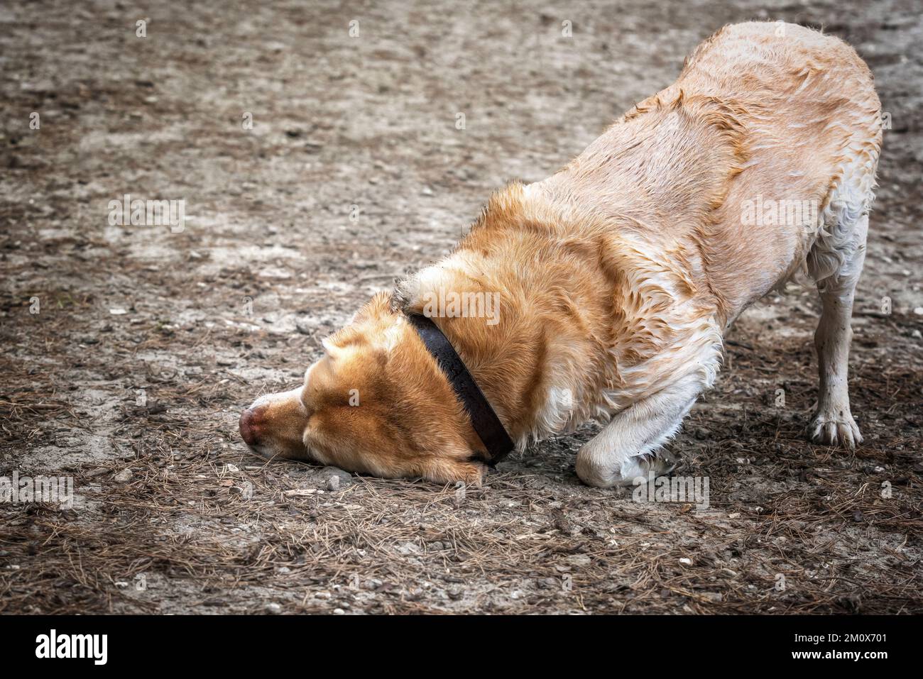 Yellow Lab Fall Wet Yellow Labrador getting himself all muddy after a swim in autumn ...