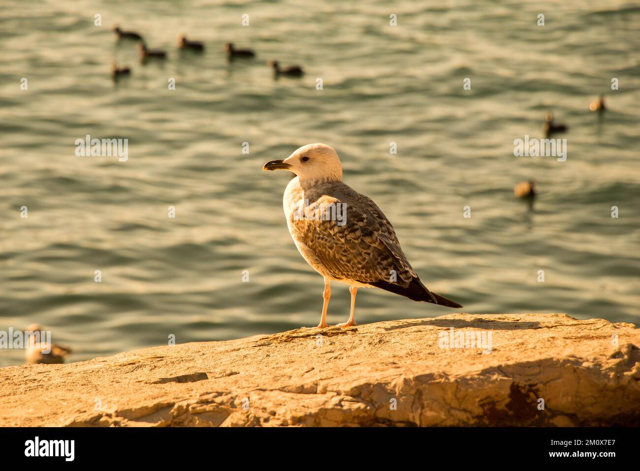 Seagulls are on the rock by the sea waters Stock Photo