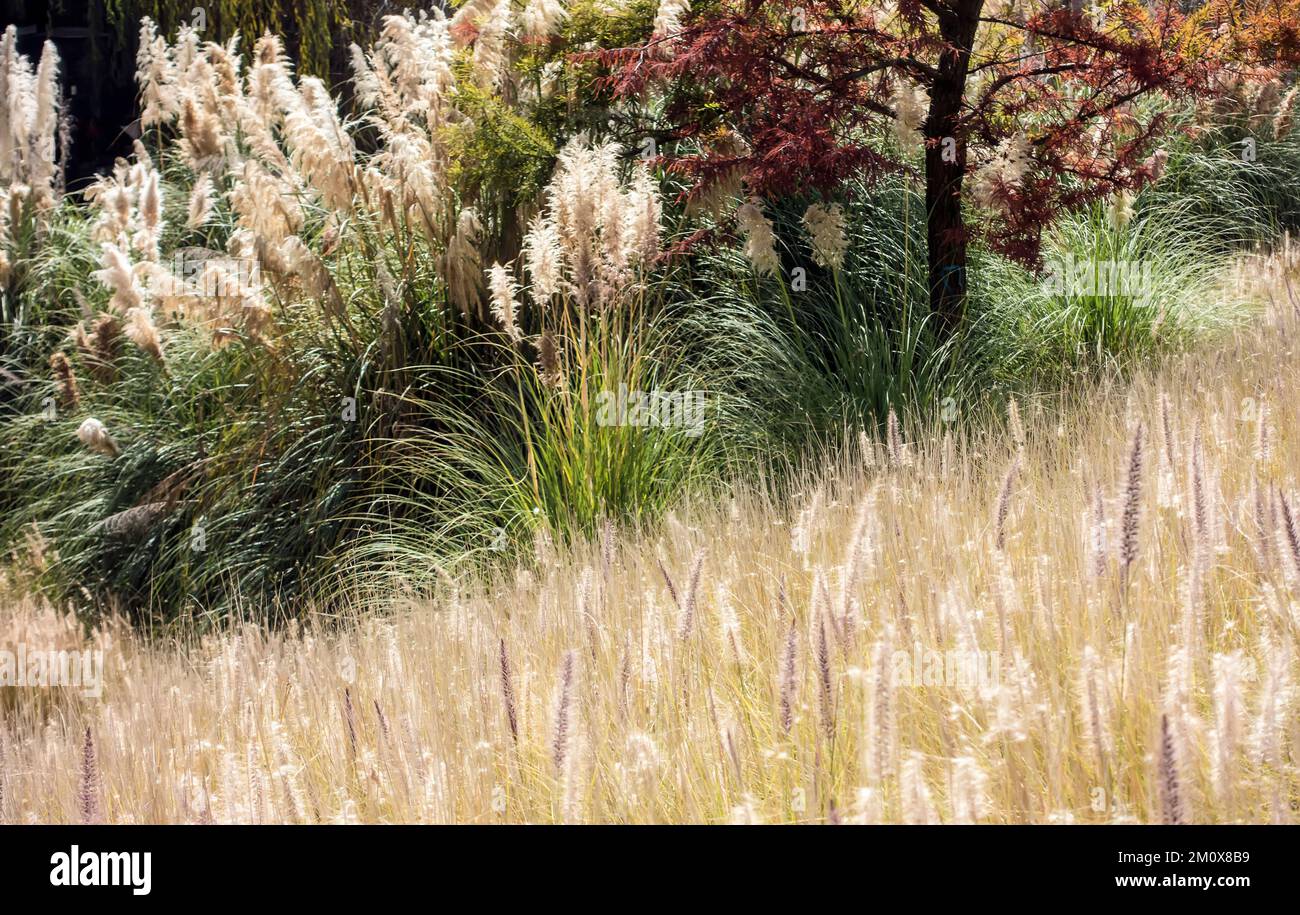 Grasses in La Mexican Park, Santa Fe, Mexico City, Mexico Stock Photo