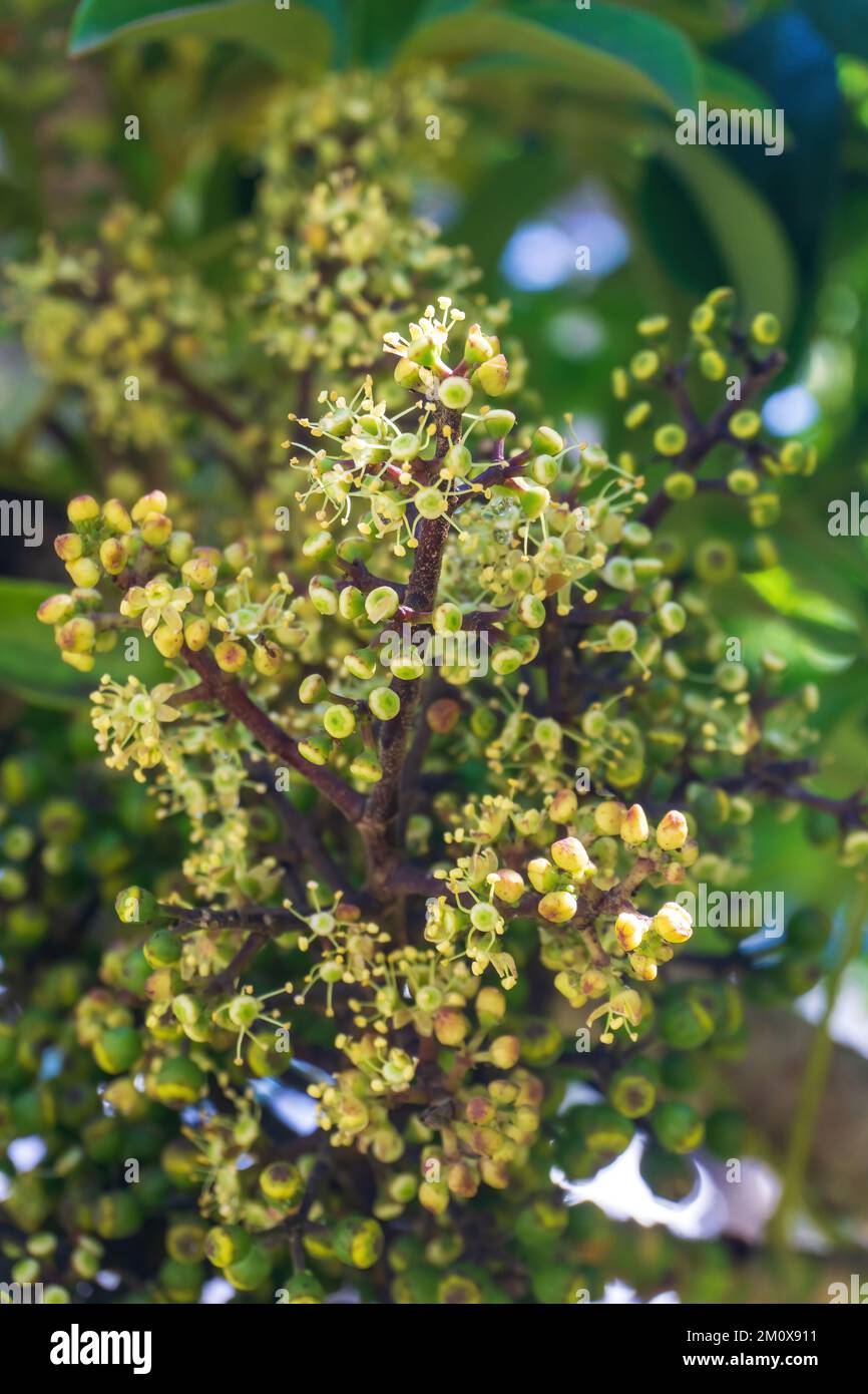 Green inflorescences on a tree close up Stock Photo - Alamy