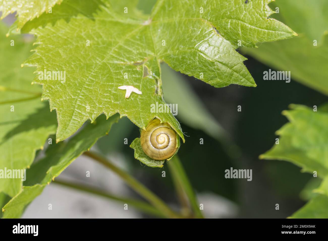 Small snails with snail shell hanging on a branch of a tree, Germany Stock Photo Alamy