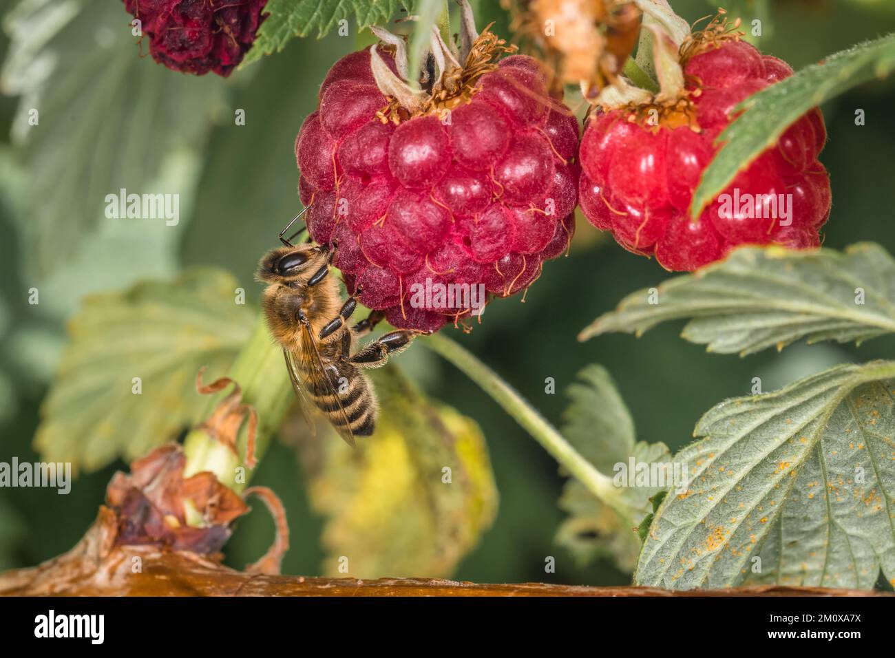Macro detail close up of a bee sitting on a ripe raspberry on raspberry ...