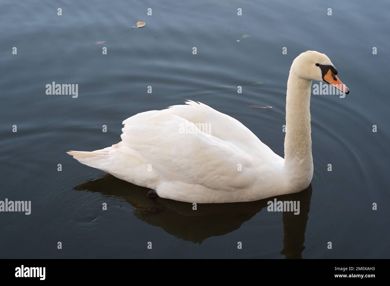 Windsor, UK. 8th December, 2022. There were very noticeably few swans