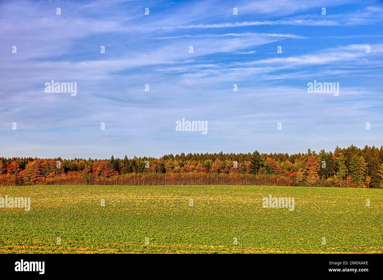 Forest, forest edge in autumn, spruces, beeches, trembling poplars, in the foreground fields, under a blue sky with white clouds, Upper Bavaria, Bavar Stock Photo