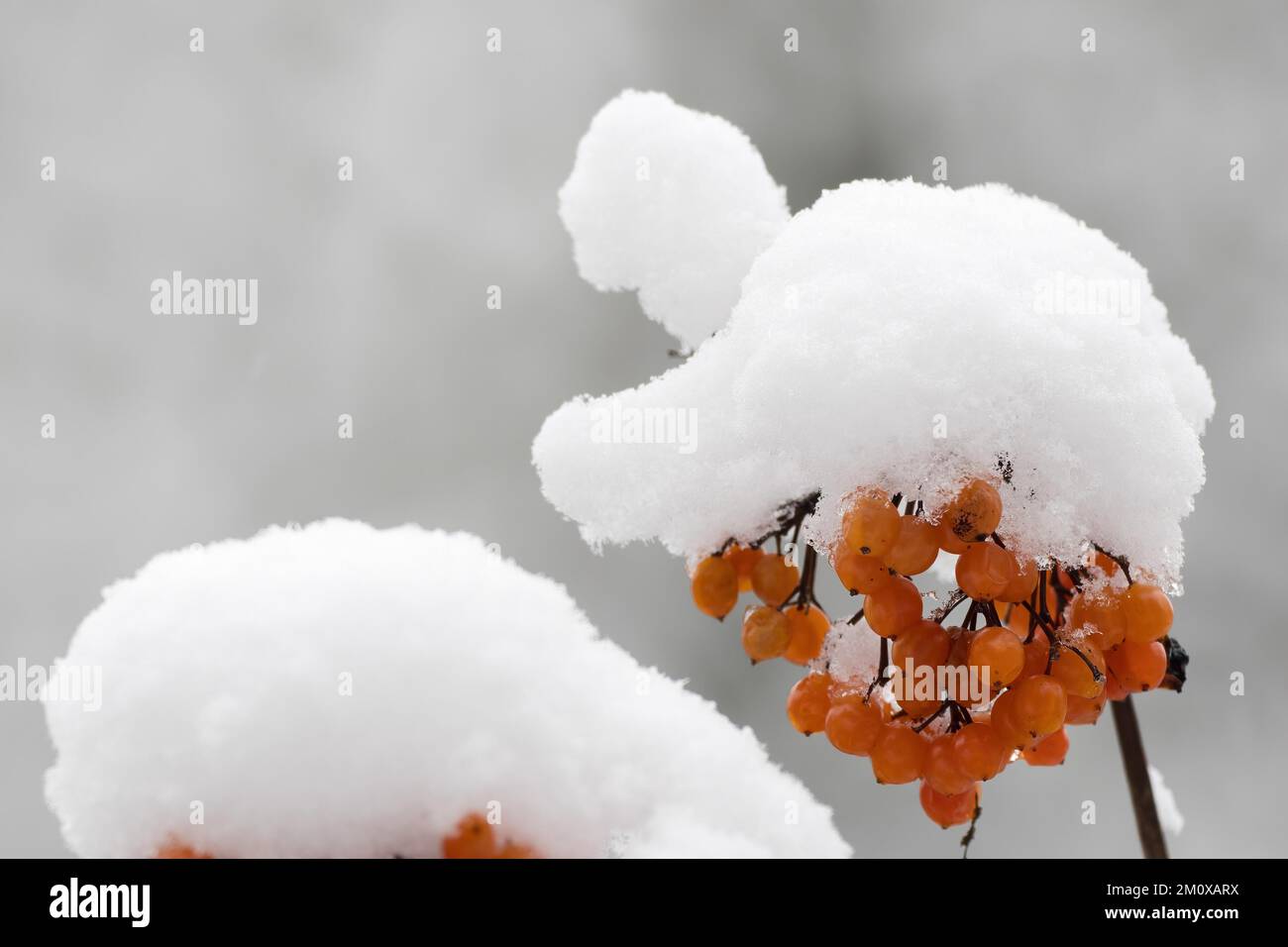 Fruits of the common guelder rose (Viburnum opulus), snow-covered, Hesse, Germany, Europe Stock Photo