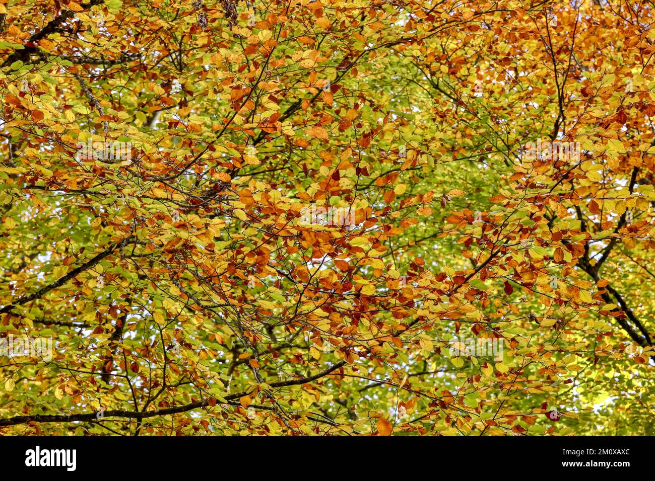 Coloured leaves of the simon poplar (Populus simonii) in autumn on branches, autumn foliage, Upper Bavaria, Bavaria, Germany, Europe Stock Photo