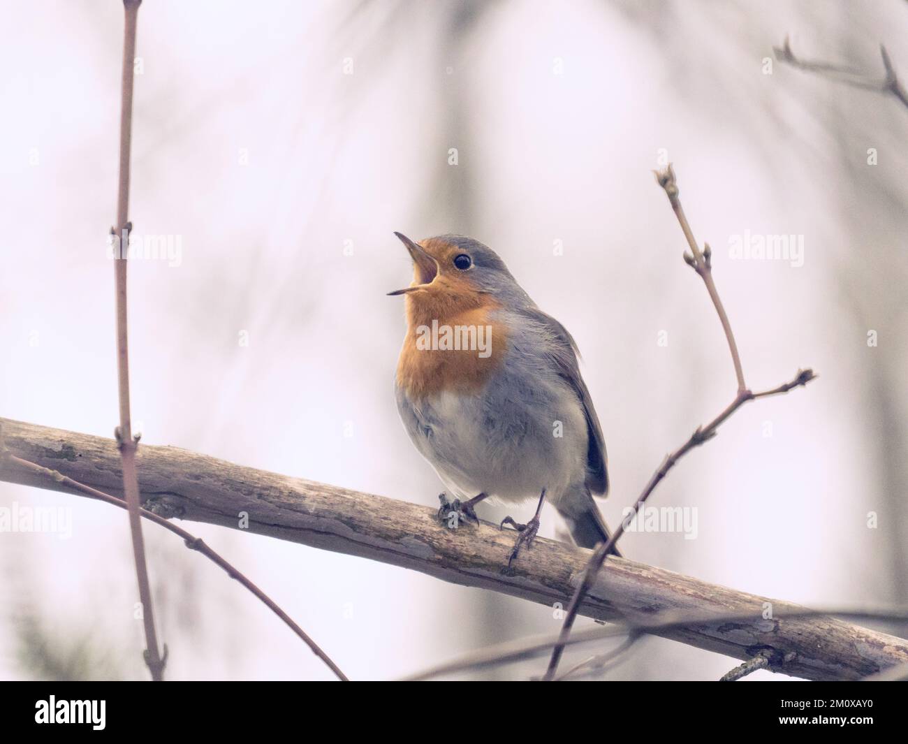 Robin (Erithacus rubecula) singing in a winter tree Stock Photo