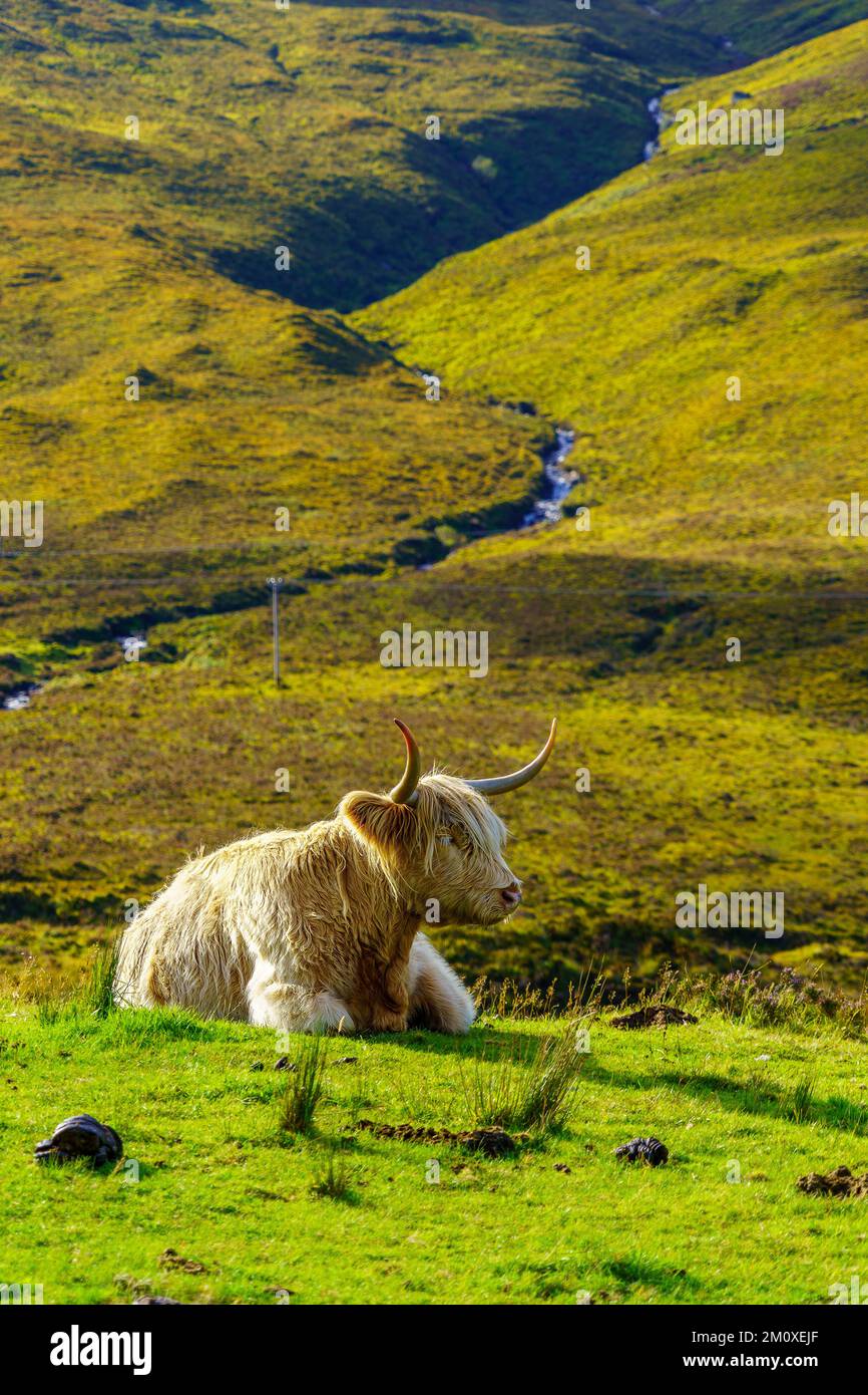 View of a Highland Cow in the Isle of Skye, Inner Hebrides, Scotland ...