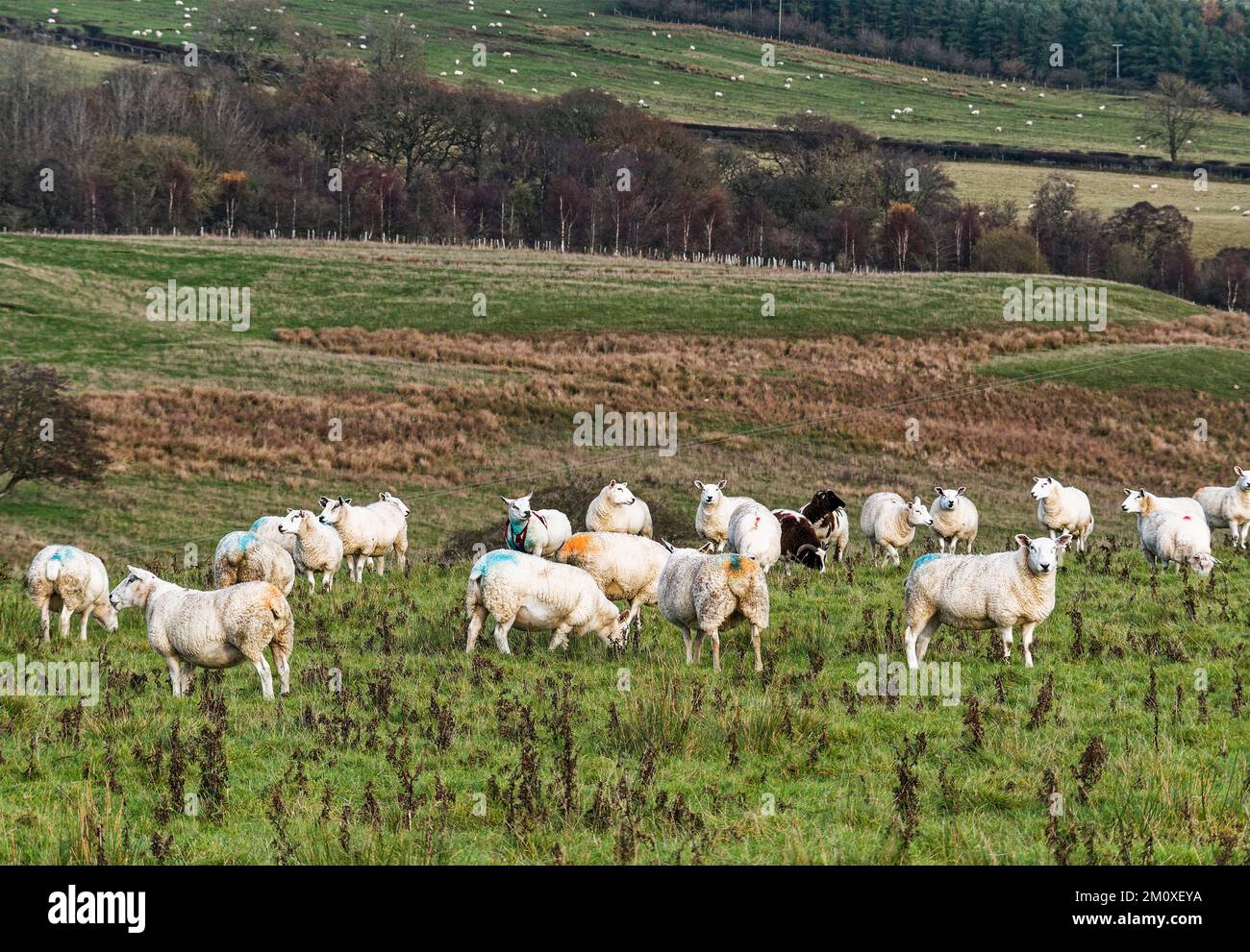 Northumberland, UK, ewes i the landscape with raddle colours to show when they were mated. Stock Photo