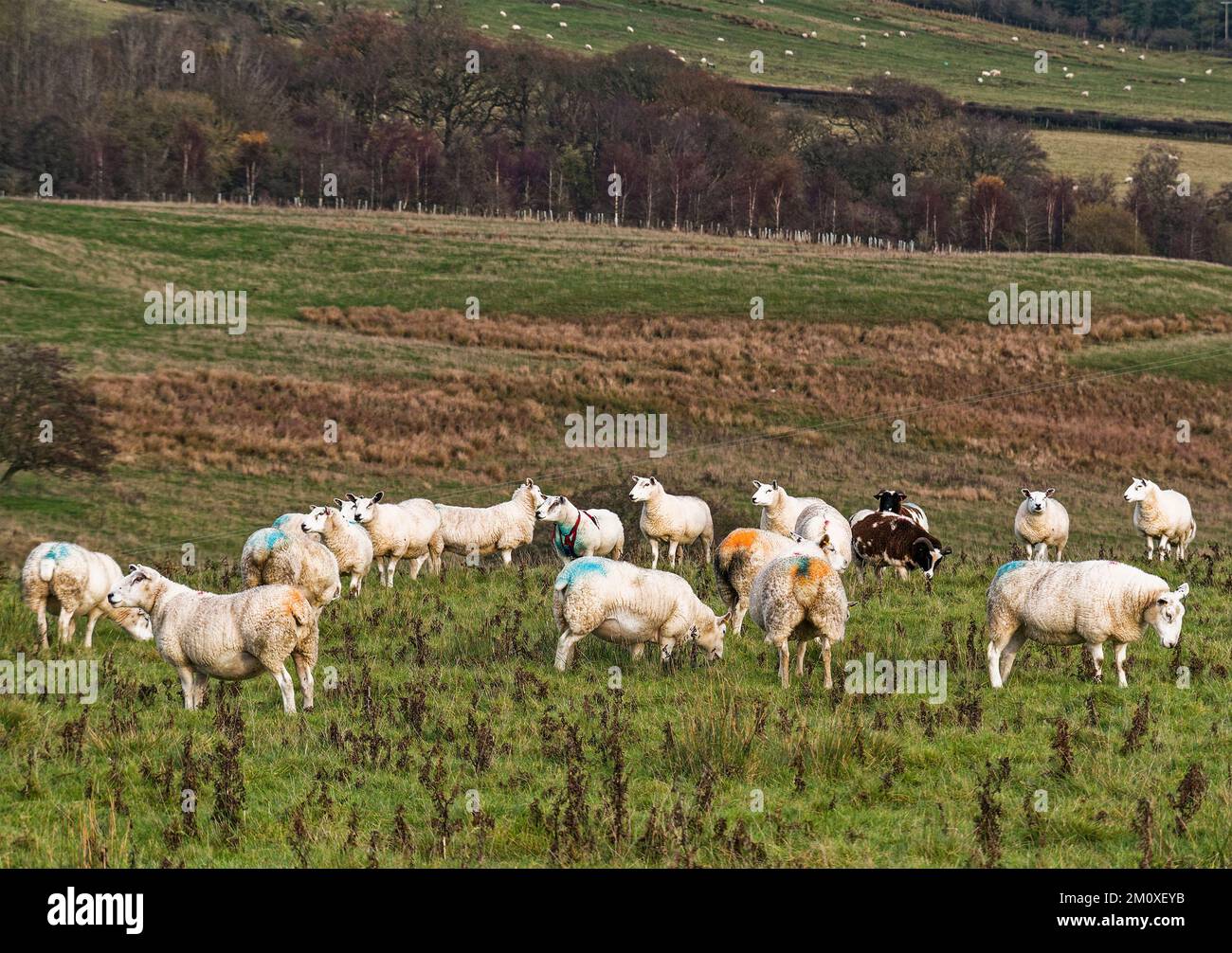 Northumberland, UK, ewes in the landscape with raddle colours to show when they were mated. Stock Photo