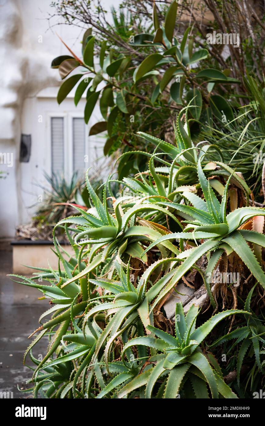 tropical plants growing in abandoned building Stock Photo - Alamy