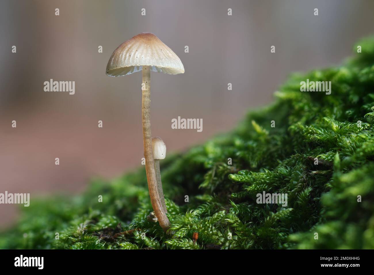 Small poisonous fungus Mycena growing from moss on the root of a mature