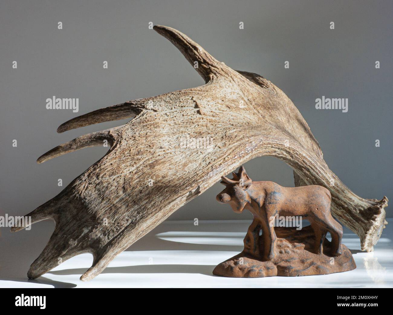 Comparison moose sale size